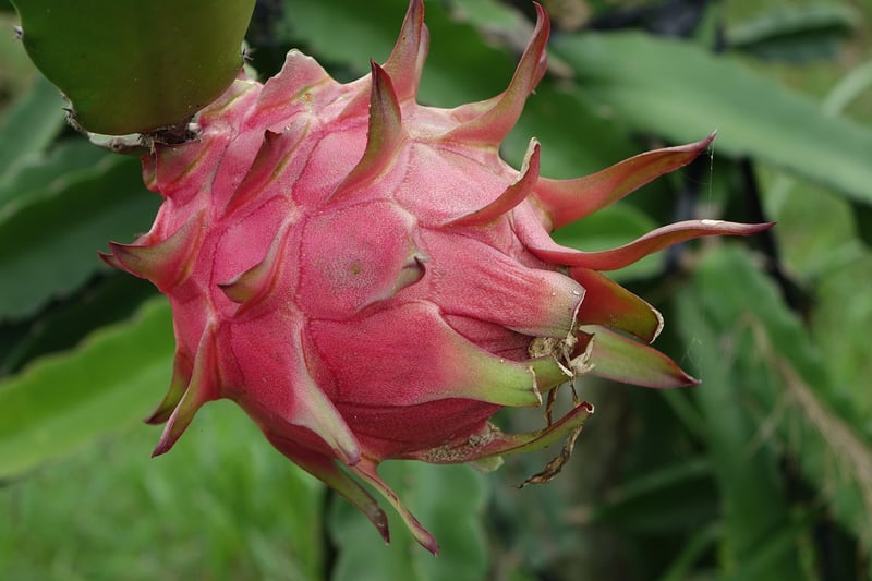 Dragon Fruit Sorbet