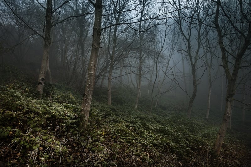 Whimsical Grove