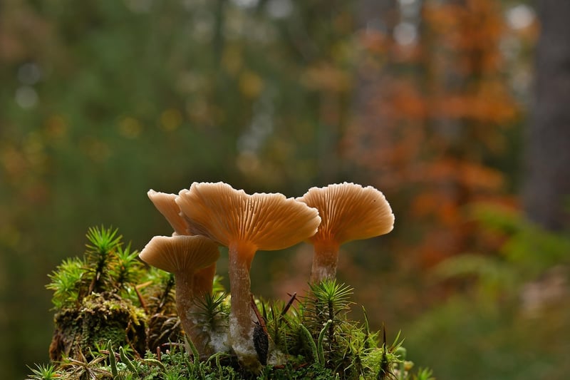 Foraged Elements